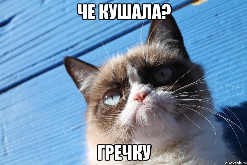 Че кушала? Гречку, Мем  grumpy cat