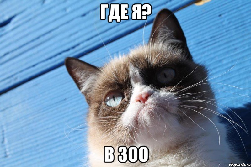 Где я? В зоо, Мем  grumpy cat