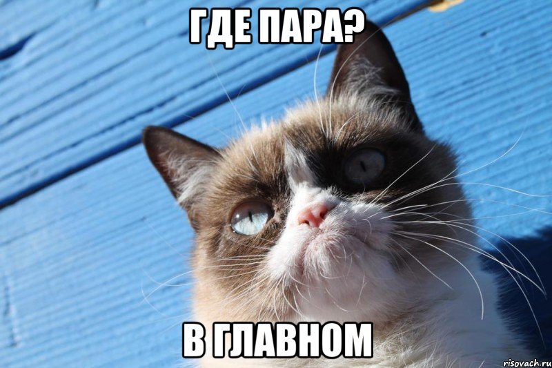 Где пара? В главном, Мем  grumpy cat