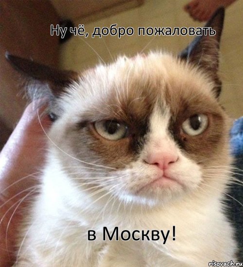 Ну чё, добро пожаловать в Москву!, Мем Грустный (сварливый) кот