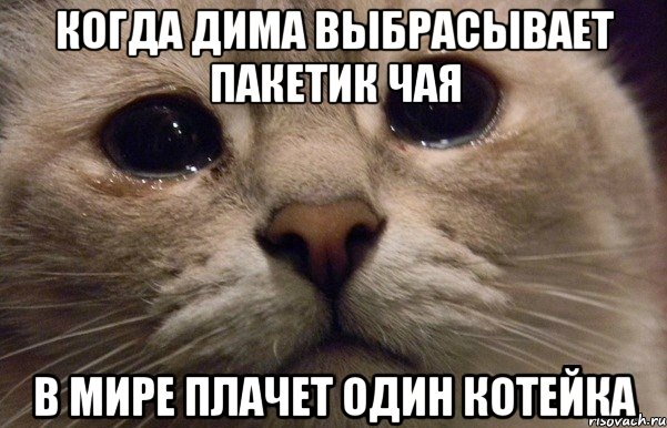 когда Дима выбрасывает пакетик чая в мире плачет один котейка, Мем   В мире грустит один котик