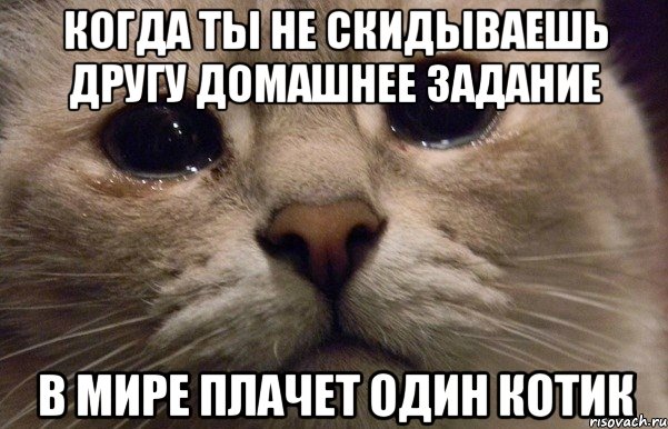 Когда ты не скидываешь другу домашнее задание В мире плачет один котик, Мем   В мире грустит один котик