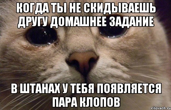 Когда ты не скидываешь другу домашнее задание В штанах у тебя появляется пара клопов, Мем   В мире грустит один котик