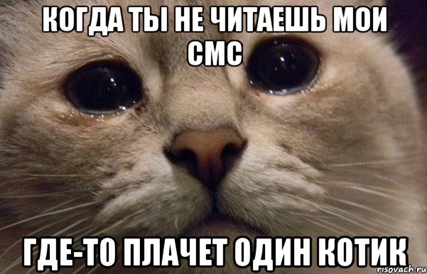 Когда ты не читаешь мои смс Где-то плачет один котик, Мем   В мире грустит один котик