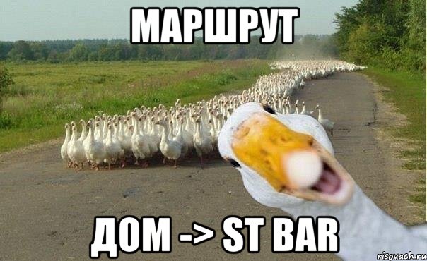 маршрут дом -> ST BAR, Мем гуси