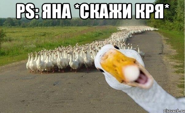 PS: Яна *СКАЖИ КРЯ* , Мем гуси