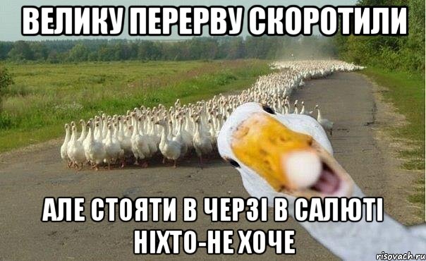 ВЕЛИКУ ПЕРЕРВУ СКОРОТИЛИ АЛЕ СТОЯТИ В ЧЕРЗІ В САЛЮТІ НІХТО-НЕ ХОЧЕ, Мем гуси