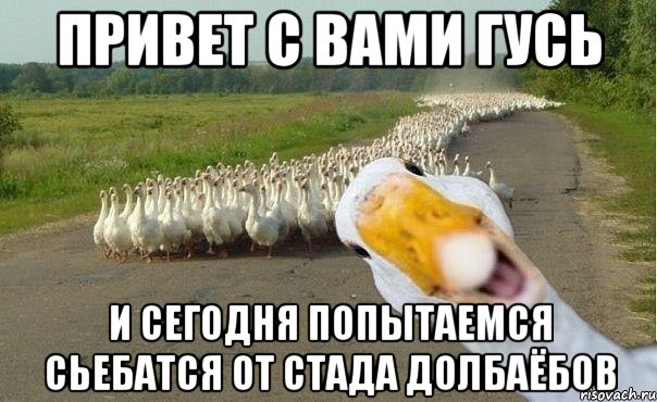 Привет С Вами Гусь И Сегодня Попытаемся сьебатся от стада долбаёбов, Мем гуси