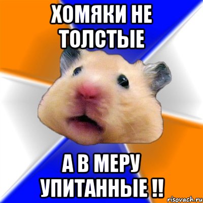 Хомяки не толстые А в меру упитанные !!, Мем Хомяк