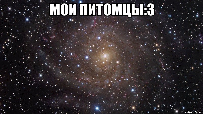 Мои питомцы:3 , Мем  Космос (офигенно)