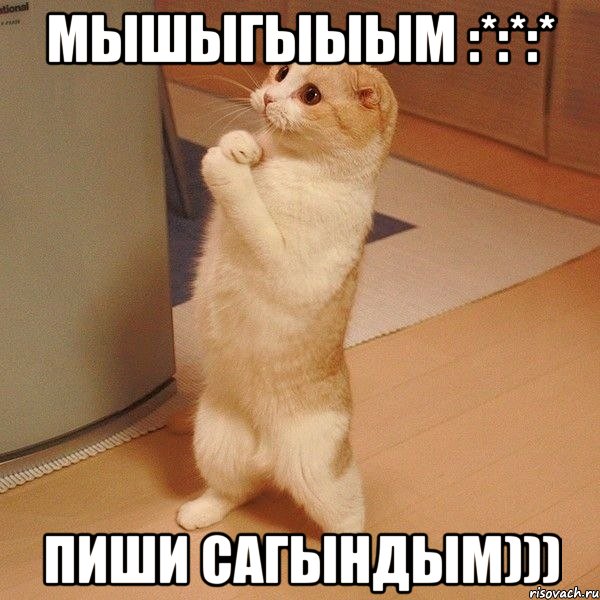 Мышыгыыым :*:*:* Пиши сагындым))), Мем  котэ молится