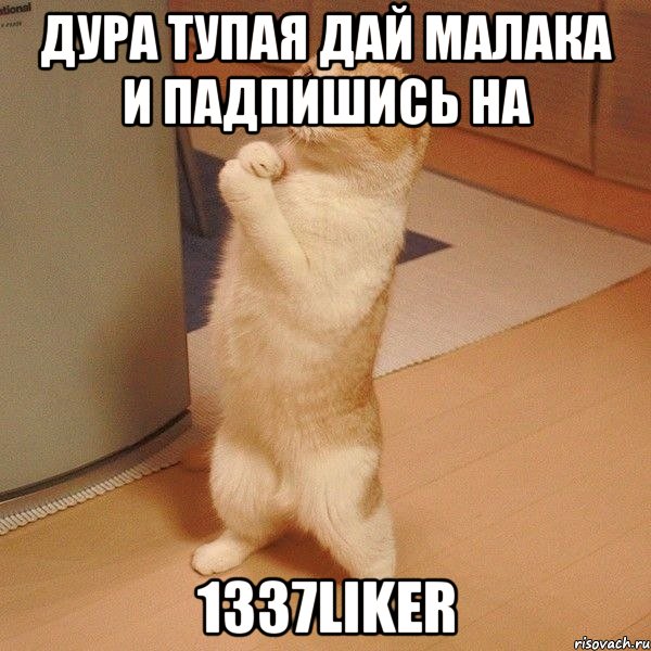 ДУРА ТУПАЯ ДАЙ МАЛАКА И ПАДПИШИСЬ НА 1337LikeR, Мем  котэ молится