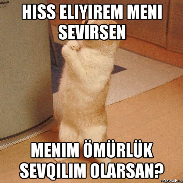 HISS ELIYIREM MENI SEVIRSEN MENIM ÖMÜRLÜK SEVQiLiM OLARSAN?, Мем  котэ молится