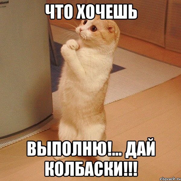 что хочешь выполню!... дай колбаски!!!, Мем  котэ молится