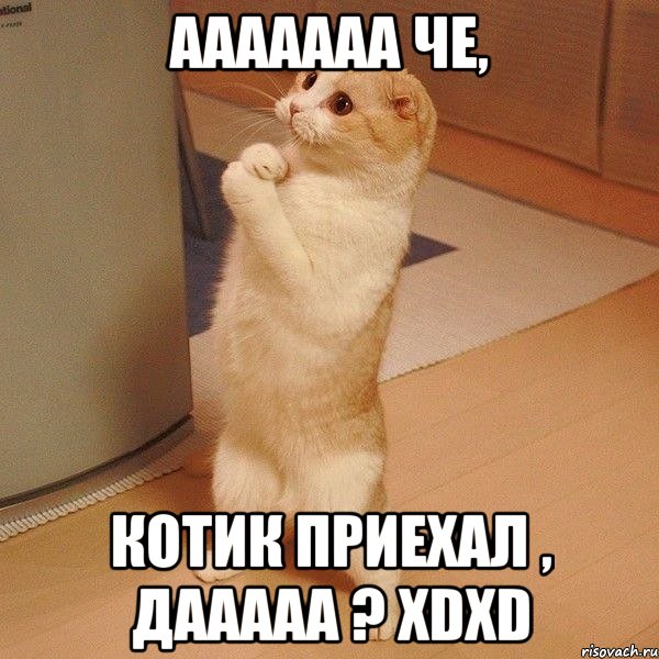 Ааааааа че, котик приехал , дааааа ? XDXD, Мем  котэ молится