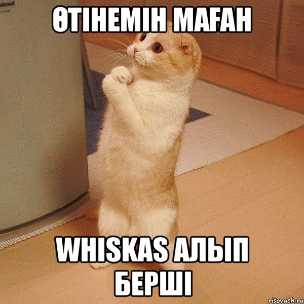 Өтiнемiн маған Whiskas алып бершi, Мем  котэ молится