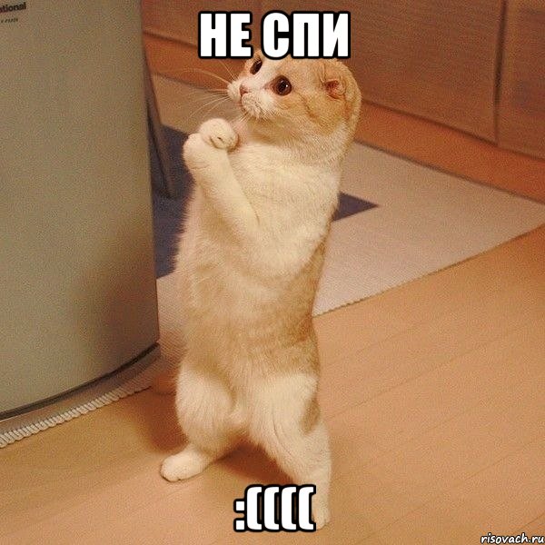 не спи :((((, Мем  котэ молится