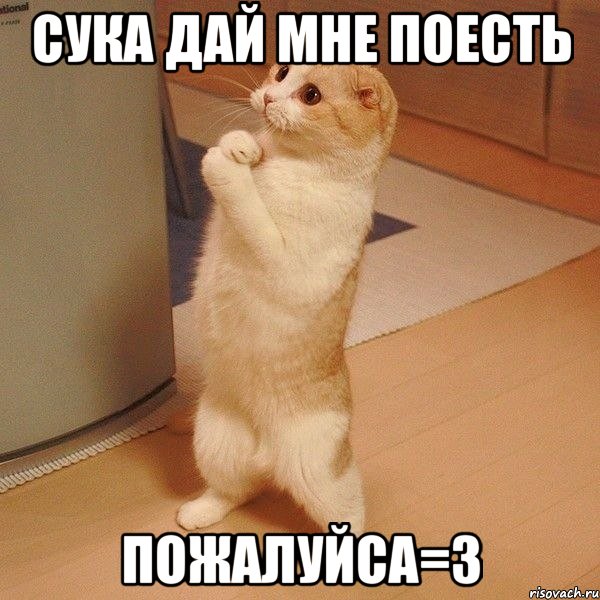 сука дай мне поесть ПОЖАЛУЙСА=3, Мем  котэ молится