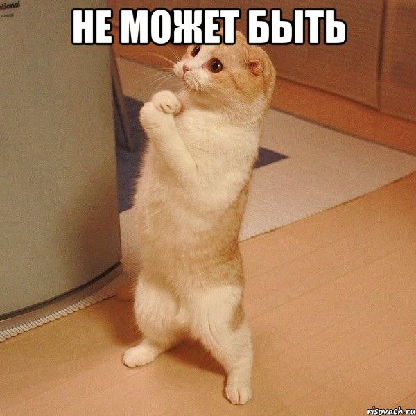 НЕ МОЖЕТ БЫТЬ , Мем  котэ молится