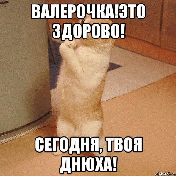 валерочка!это здорово! сегодня, твоя днюха!, Мем  котэ молится