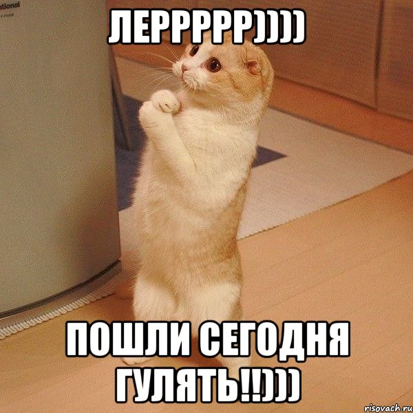 ЛЕРРРРР)))) Пошли Сегодня Гулять!!))), Мем  котэ молится