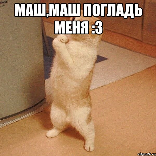 Маш,Маш Погладь меня :3 , Мем  котэ молится