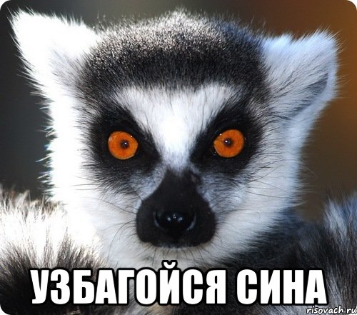  узбагойся Сина