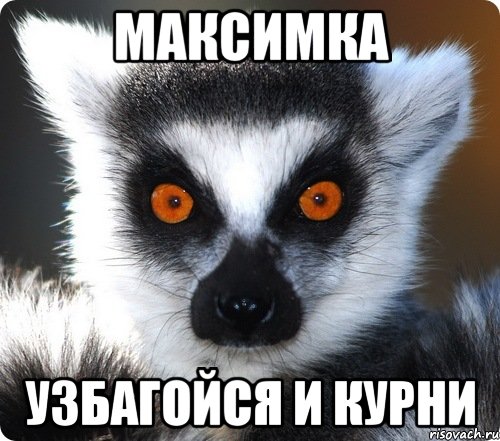 Максимка Узбагойся и курни