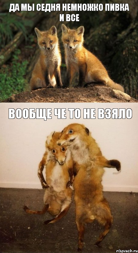 Да мы седня немножко пивка и все Вообще че то не взяло, Комикс Лисицы