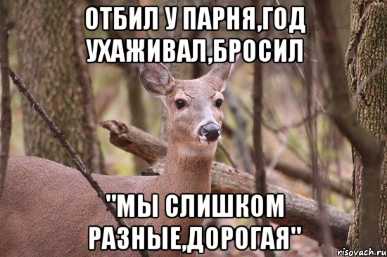 Отбил у парня,год ухаживал,бросил "мы слишком разные,дорогая", Мем Наивная олениха