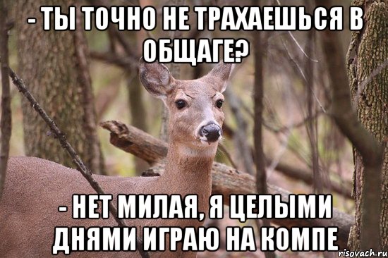 - Ты точно не трахаешься в общаге? - Нет милая, я целыми днями играю на компе, Мем Наивная олениха