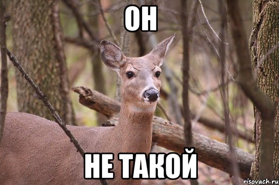 он не такой