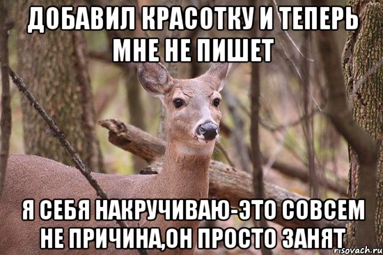 добавил красотку и теперь мне не пишет я себя накручиваю-это совсем не причина,он просто занят, Мем Наивная олениха