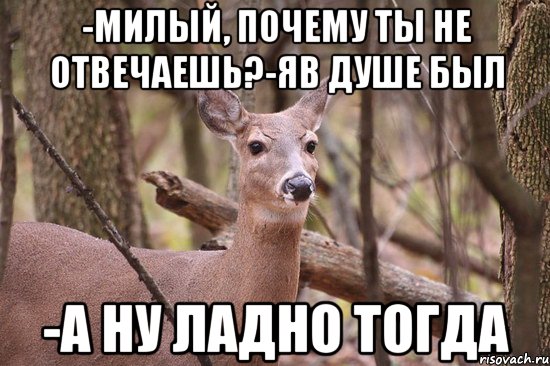 -МИЛЫЙ, ПОЧЕМУ ТЫ НЕ ОТВЕЧАЕШЬ?-ЯВ ДУШЕ БЫЛ -А НУ ЛАДНО ТОГДА, Мем Наивная олениха