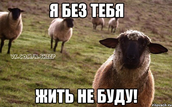 Я без тебя ЖИТЬ НЕ БУДУ!, Мем  Наивная Овца