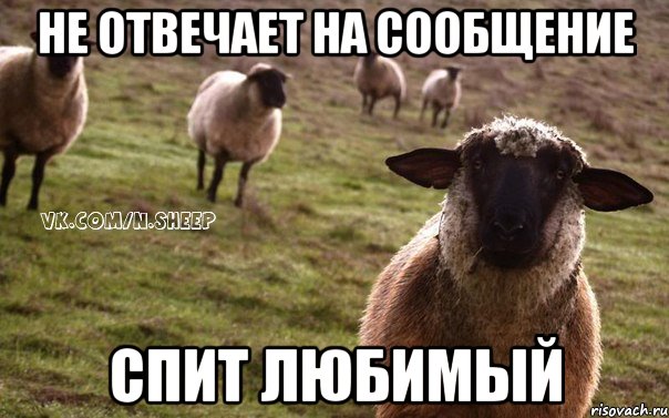 Не отвечает на сообщение Спит любимый, Мем  Наивная Овца