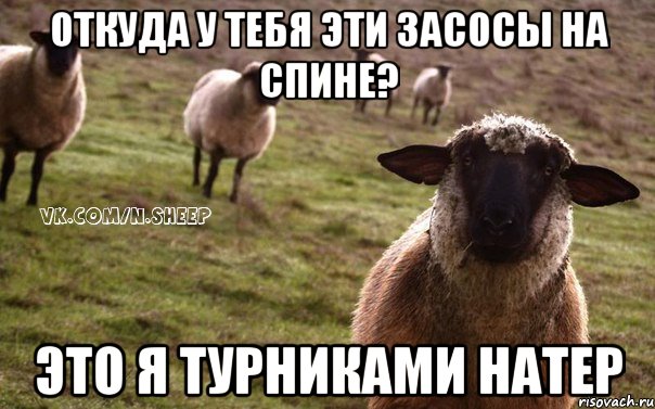 Откуда у тебя эти засосы на спине? Это я турниками натер, Мем  Наивная Овца