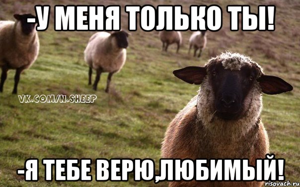 -У МЕНЯ ТОЛЬКО ТЫ! -Я ТЕБЕ ВЕРЮ,ЛЮБИМЫЙ!, Мем  Наивная Овца