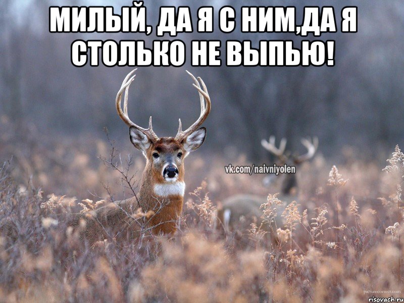 Милый, да я с ним,да я столько не выпью! , Мем   Наивный олень