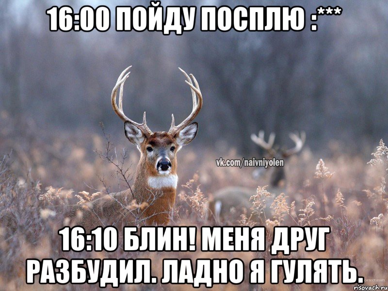 16:00 пойду посплю :*** 16:10 блин! меня друг разбудил. ладно я гулять., Мем   Наивный олень