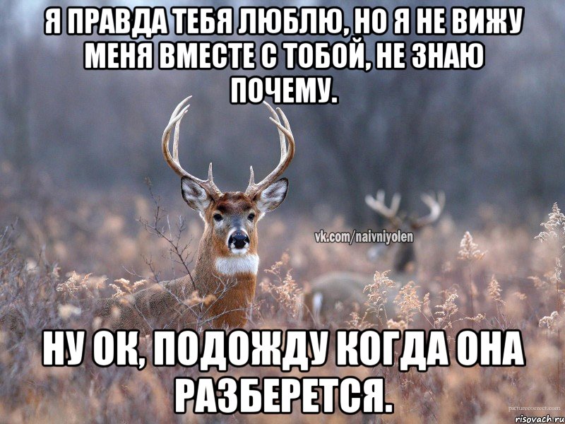 Я правда тебя люблю, но я не вижу меня вместе с тобой, не знаю почему. Ну ок, подожду когда она разберется., Мем   Наивный олень