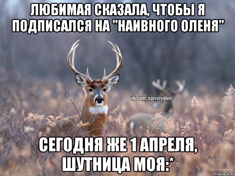 любимая сказала, чтобы я подписался на "наивного оленя" сегодня же 1 апреля, шутница моя:*, Мем   Наивный олень