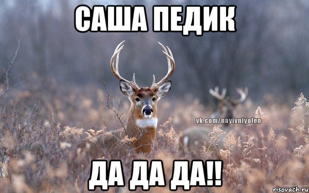 САША ПЕДИК ДА ДА ДА!!, Мем   Наивный олень