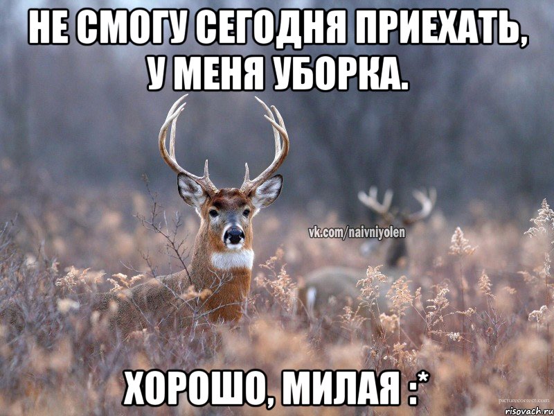 Не смогу сегодня приехать, у меня уборка. Хорошо, милая :*, Мем   Наивный олень