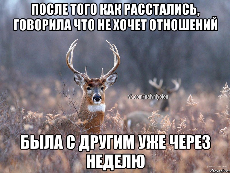 После того как расстались, говорила что не хочет отношений была с другим уже через неделю, Мем   Наивный олень