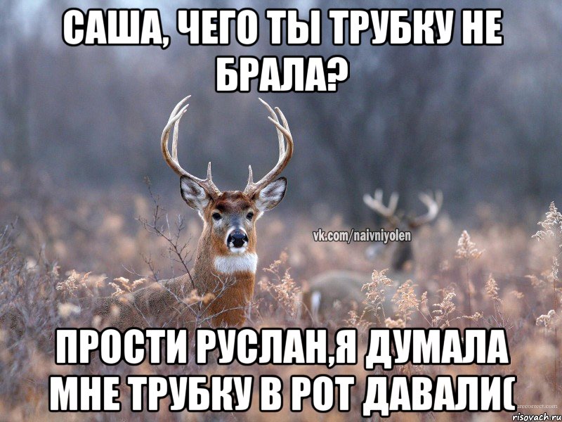 Саша, чего ты трубку не брала? Прости руслан,я думала мне трубку в рот давали(, Мем   Наивный олень