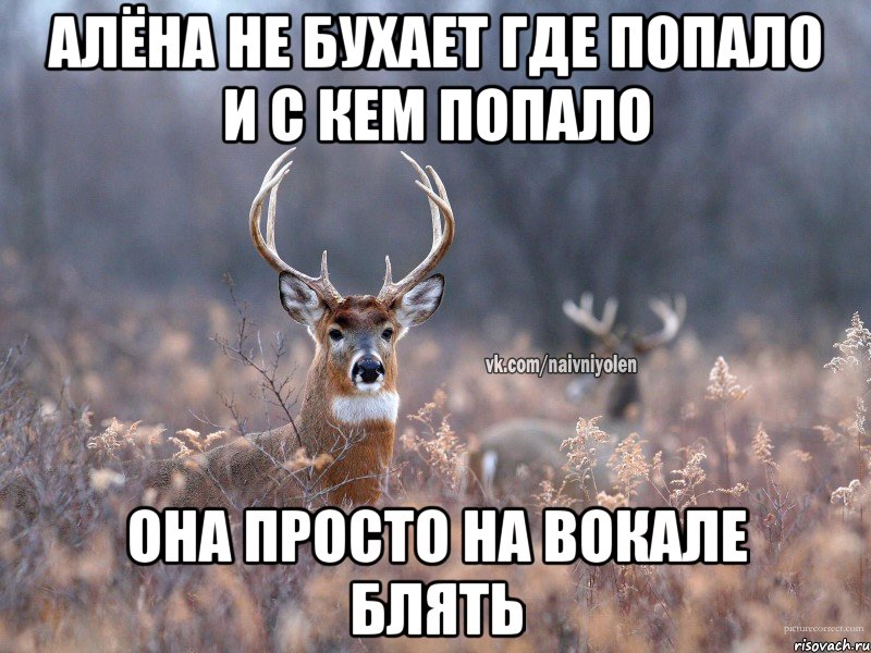 Алёна не бухает где попало и с кем попало Она просто на вокале блять, Мем   Наивный олень