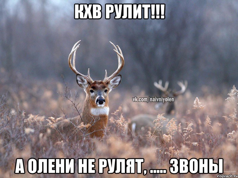 КХВ рулит!!! а олени не рулят, ..... звоны, Мем   Наивный олень