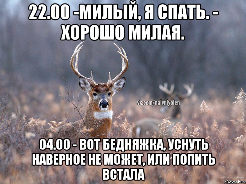 22.00 -Милый, я спать. - хорошо милая. 04.00 - Вот бедняжка, уснуть наверное не может, или попить встала, Мем   Наивный олень