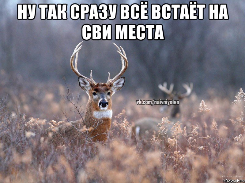 ну так сразу всё встаёт на сви места , Мем   Наивный олень